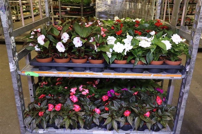 <h4>arr8 Impat Ng Mixk 4 Kl 1 Kleur Per Tray</h4>