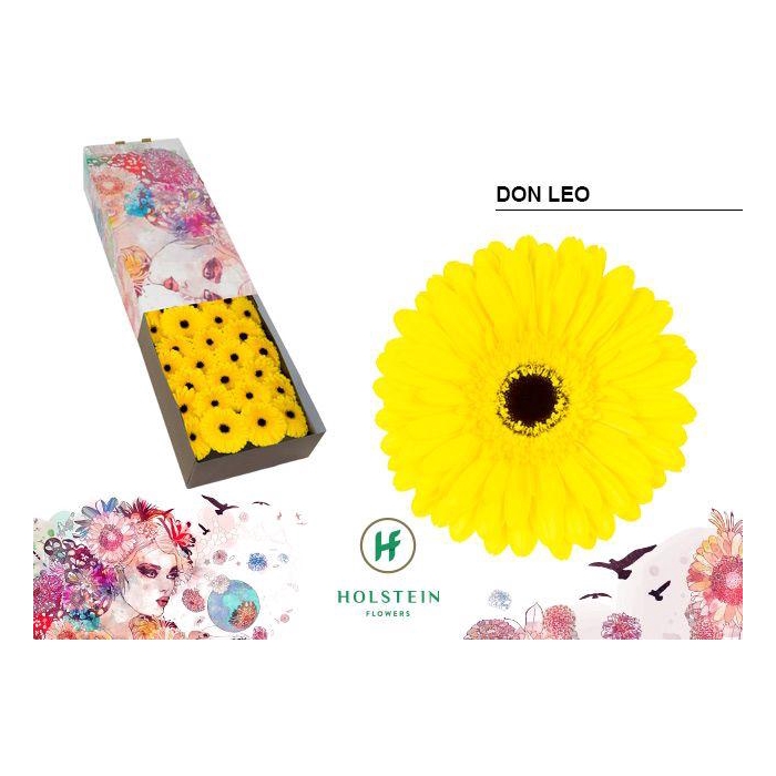 <h4>Ge Gr Don Leo</h4>