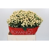 Hypericum Cool Romance