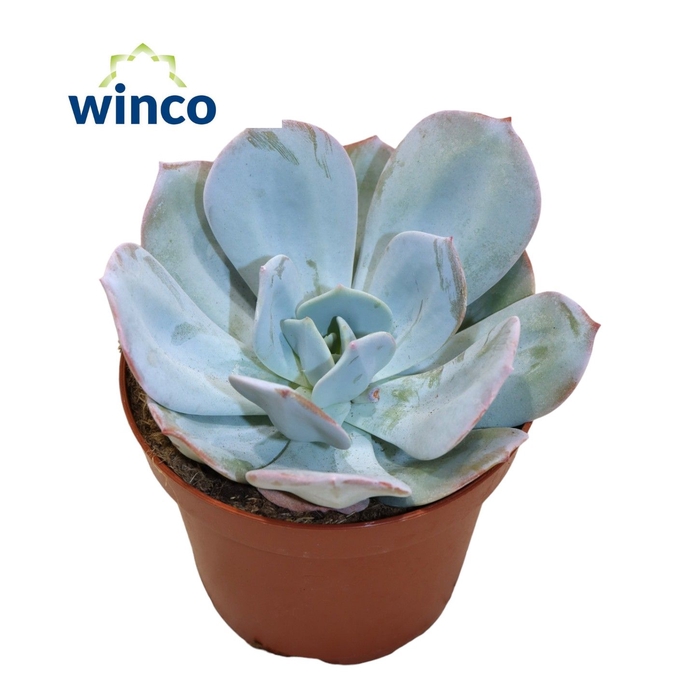 <h4>Echeveria Lauii Hybride</h4>