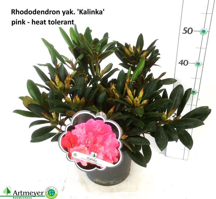 <h4>RHOD YA KALINKA</h4>