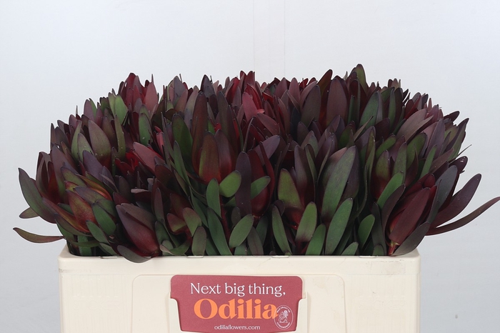 <h4>Leucadendron Saf Sunset Dark Red</h4>