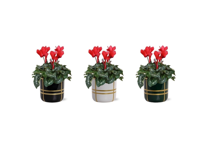 <h4>Collectie 'Bubble Collecties' - Cylcamen Rood in Lauri Keramiek</h4>