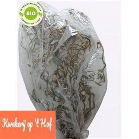 <h4>Corylus Av Contorta</h4>