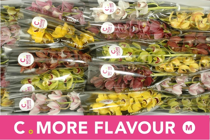 <h4>CYMB MI GEM</h4>