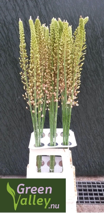 <h4>Eremurus Romance</h4>