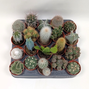 CACTUS GEM