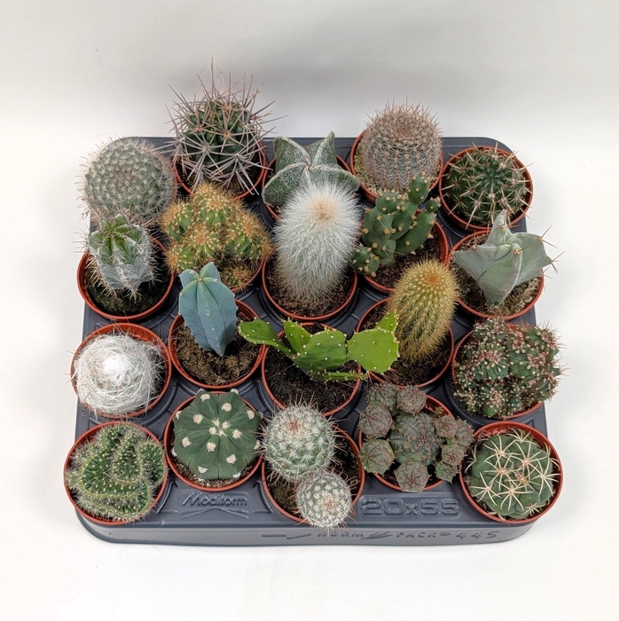 <h4>CACTUS GEM</h4>