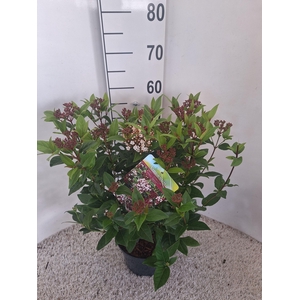 Viburnum tinus Spirit