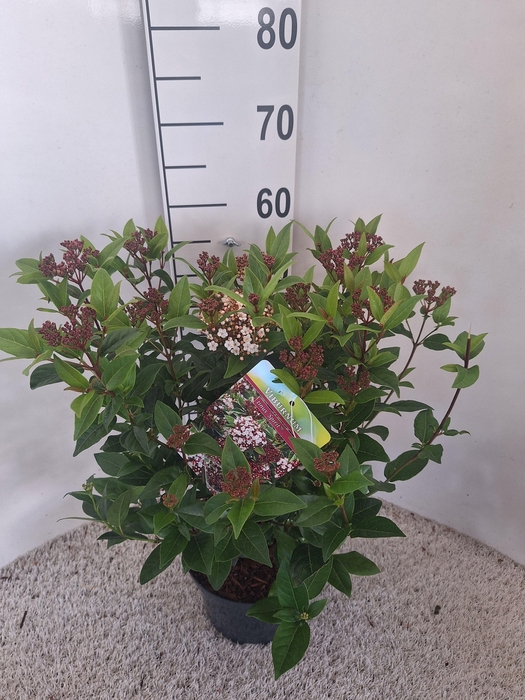 <h4>Viburnum tinus 'Spirit' C4</h4>