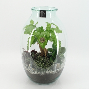 GRCR-2556 Green Essentials Terrarium