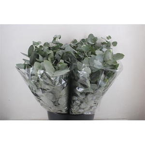 Euca Cinerea Short 150gr P Bunch