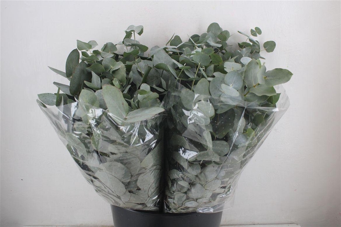 <h4>Euca Cinerea Short 150gr P Bunch</h4>