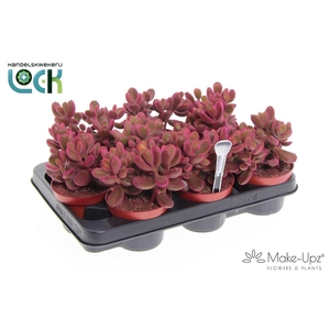 Cotyledon Ladismithiensis Make Upz Roze