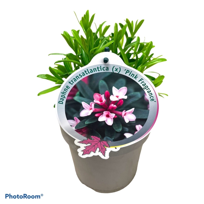 Daphne tr. Pink Fragance P17