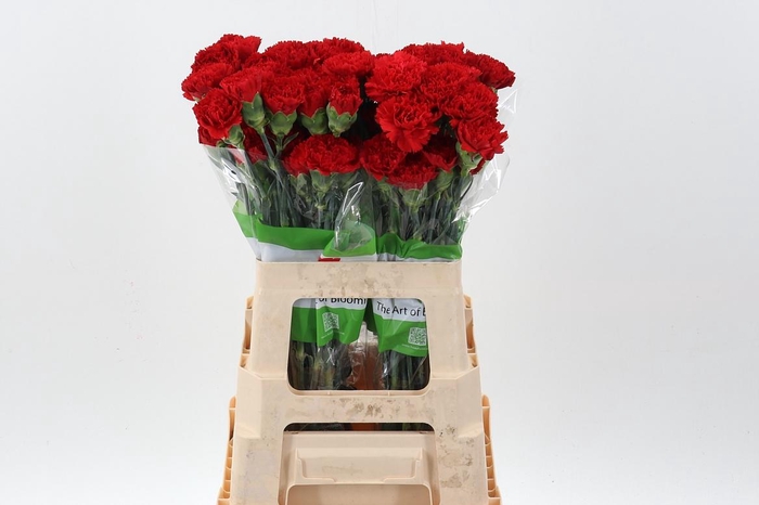 <h4>Di St Red Marthe 60cm</h4>