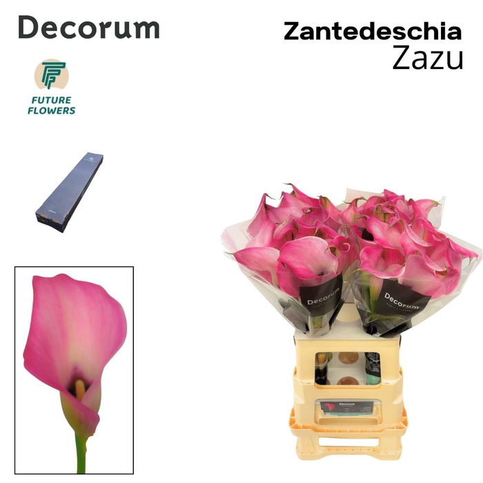 <h4>Zant Zazu Medium Box 65 Cm 40 St</h4>