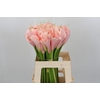 Zantedeschia Eydolls Salmon