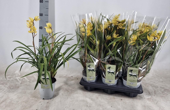 <h4>CYMB OVERIG</h4>