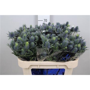 Eryn Supernova Qstar