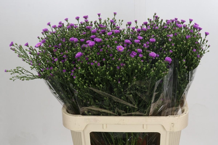 <h4>Aster Casarosa</h4>