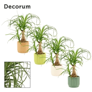 Beaucarnea Recht 9 cm in Liam (Natural bubble-collection)