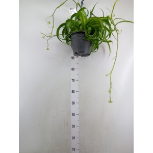 Chlorophytum com. 'Green Bonnie'