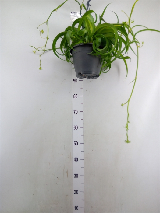 <h4>Chlorophytum com. 'Green Bonnie'</h4>
