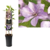 Clematis 'Margaret Hunt' 3.0 label