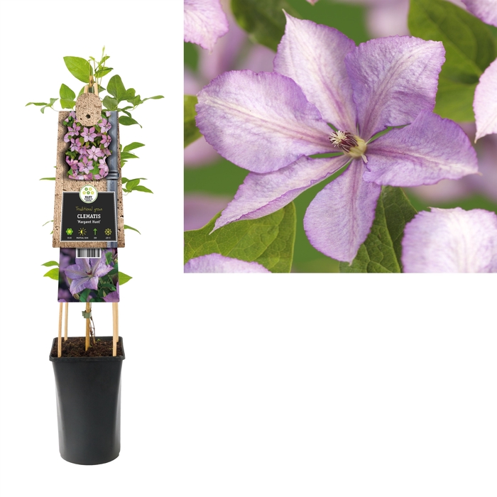 Clematis 'Margaret Hunt' 3.0 label