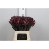 Leucad Saf Sunset Dark R.