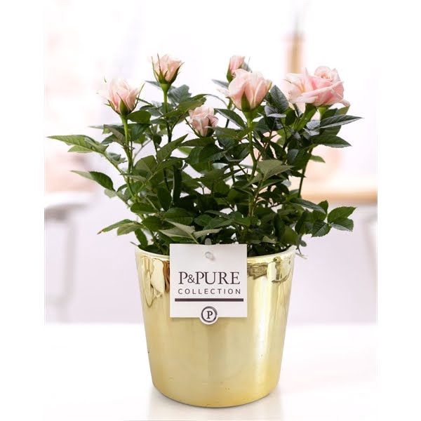 <h4>Rosa light pink in P&PURE Laryssa ceramics shiny gold</h4>