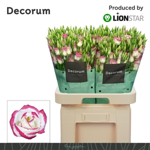 EUS G ROSI PINK PICO