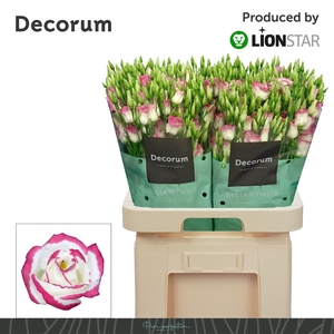 EUS G ROSI PINK PICO