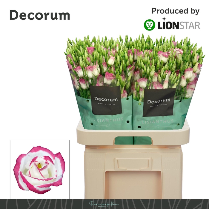 <h4>EUS G ROSI PINK PICO</h4>