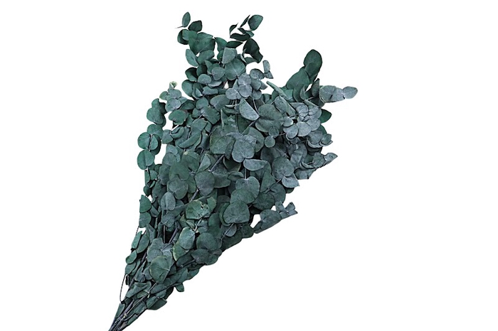 Eucalyptus Preserved Green Espiral