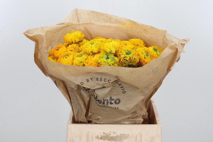 <h4>Ran Pon-pon Luna</h4>