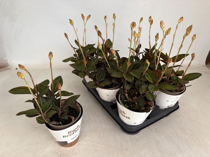 <h4>LUD DISCOLOR</h4>