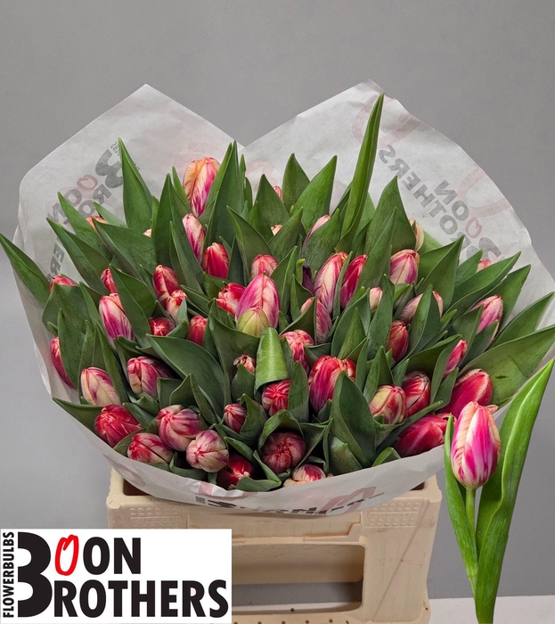 <h4>TU EN OUTFIT</h4>