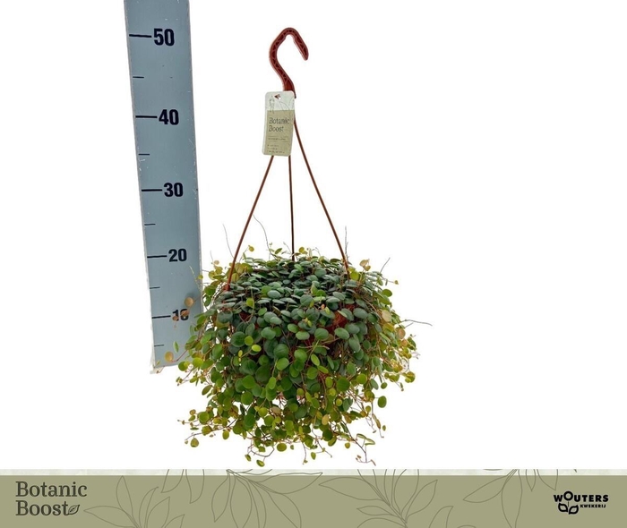 <h4>PEP PROSTRATA</h4>