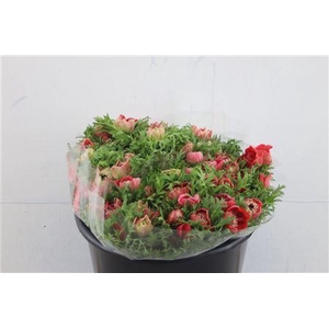 ANEM LEVANTE RED 35CM