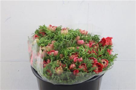 <h4>ANEM LEVANTE RED 35CM</h4>