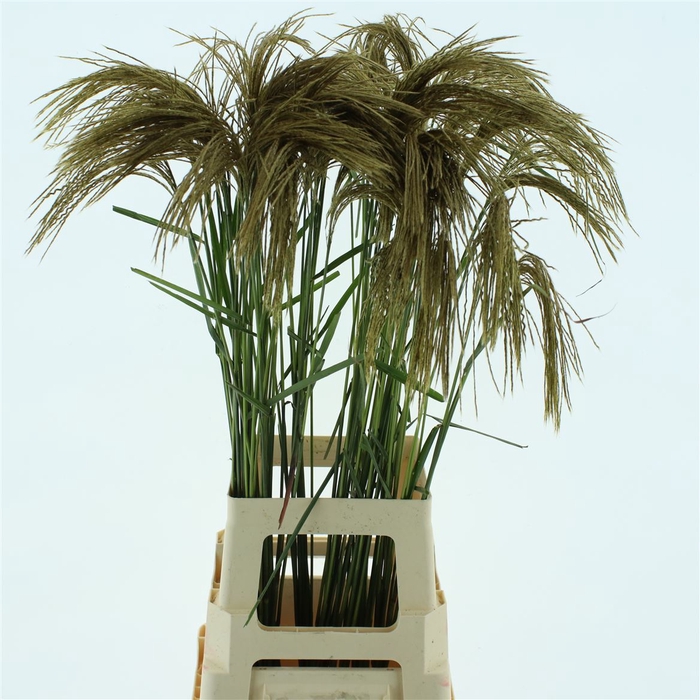 <h4>Miscanthus Gold</h4>