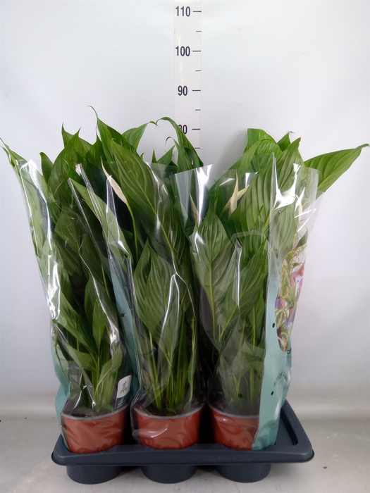 <h4>Spathiphyllum  'Bingo Cupido'</h4>