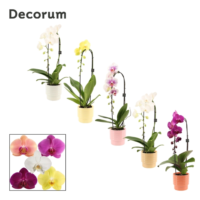 <h4>Phalaenopsis cascade 1 tak mix in Naemi (Sympathetic moods-colle</h4>