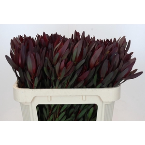 Leucadendron Saf Sunset Dark R.
