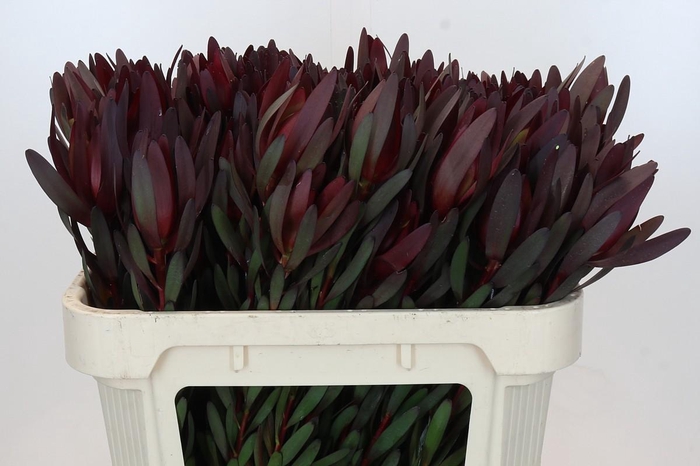<h4>Leucadendron Saf Sunset Dark R.</h4>