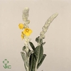 Verbascum Bombycifer