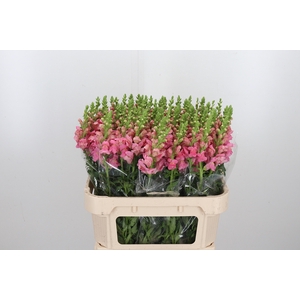 Antirrhinum Po Pink