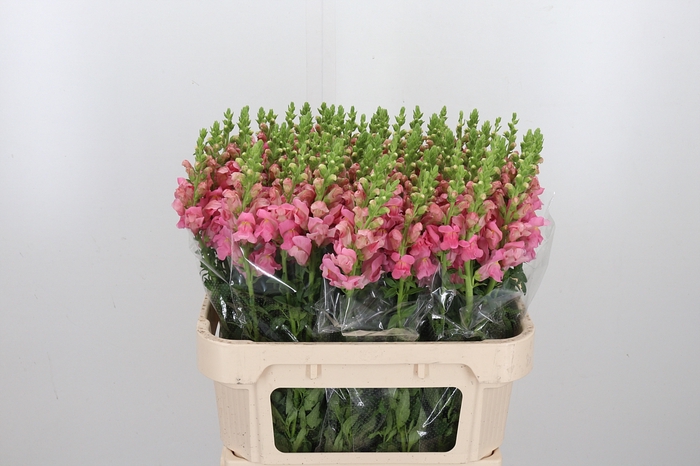 <h4>Antirrhinum Po Pink</h4>